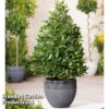 Bay 'Pyramid' -Perfect Greenery PYRA BAYTREE U43520
