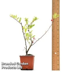 Pyracantha Coccinea 'Red Star' 17 Pyracantha Coccinea 'Red Star' -Perfect Greenery PYRA REDSTA9CM T44909 A