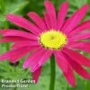 Pyrethrum Coccineum 'James Kelway' -Perfect Greenery PYRE JAMESKELW1