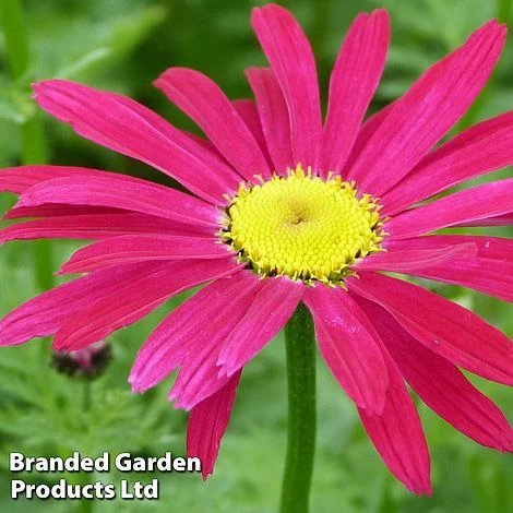 Pyrethrum Coccineum 'James Kelway' 3 Pyrethrum Coccineum 'James Kelway'