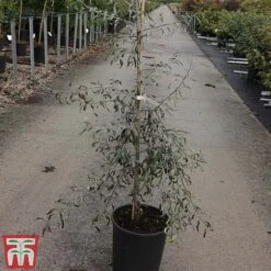 Pyrus Salicifolia 'Pendula' -Perfect Greenery PYRU TKA3414 A