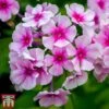 Phlox Paniculata 'Bright Eyes' -Perfect Greenery Phlox bright