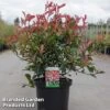 Photinia X Fraseri 'Carré Rouge' -Perfect Greenery PhotiRouge