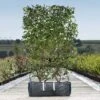 Photinia Red Robin Ready Bag Instant Hedge 1m (pre-grown) -Perfect Greenery Photinia20Red20Robin20copy