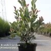 Photinia Fraseri 'Louise' 1 Photinia Fraseri 'Louise' -Perfect Greenery Photinia Louise KC5198 A