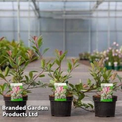 Photinia Fraseri 'Louise' 8 Photinia Fraseri 'Louise' -Perfect Greenery Photinia Louise KC5198 C