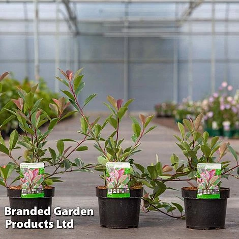 Photinia Fraseri 'Louise' 5 Photinia Fraseri 'Louise' - Image 3