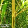 Phyllostachys Aureosulcata 'Spectabilis' -Perfect Greenery Phyllostachys aureosulcata spectabilis1