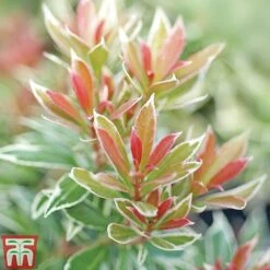 Pieris Collection -Perfect Greenery Pieris Little Heath TMAT1