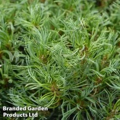 Pinus Strobus 'Tiny Kurls' -Perfect Greenery PinusStrobusTinyKurls