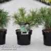 Pinus Strobus 'Tiny Kurls' -Perfect Greenery PinusStrobusTinyKurls11