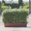 Kohuhu Instant Trough Hedge 1m (pre-grown) -Perfect Greenery Pittosporum Golf Ball TR scaled 1