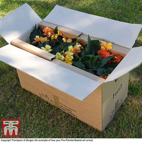 Eton Mess 5 Eton Mess - Image 3