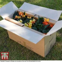 Geranium 'Balcon Mix' -Perfect Greenery PrePlantedBasketArrive8