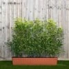 Portuguese Laurel Instant Trough Hedge 1m (pre-grown) -Perfect Greenery Prunus20lus.20Angustifolia201yr20tr