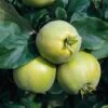 Quince 'Vranja' -Perfect Greenery QUIN CWW3405 A h