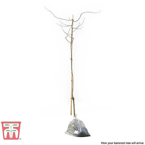 Quince 'Vranja' 4 Quince 'Vranja' - Image 2