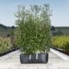 Holm Oak Hedge Ready Bag Instant Hedge 1m (pre-grown) -Perfect Greenery Quercus20Ilex1