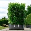 Cherry Laurel Ready Bag Instant Hedge 1m (pre-grown) 1 Cherry Laurel Ready Bag Instant Hedge 1m (pre-grown) -Perfect Greenery RHB20Prunus20rotundifolia20120copy
