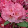 Rhododendron 'Wine And Roses' -Perfect Greenery RHOD 79756 A