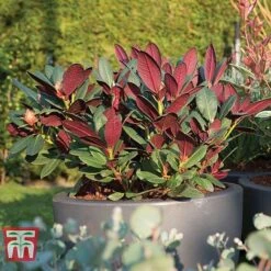 Rhododendron 'Wine And Roses' -Perfect Greenery RHOD 79756 D