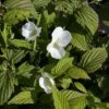 Rhodotypos Scandens -Perfect Greenery RHOD T63565 A h