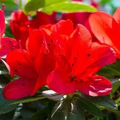 Rhododendron 'Ardeur' -Perfect Greenery RHOD T66421 NOW1