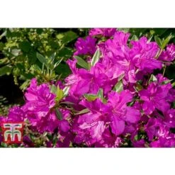 Rhododendron 'Blue Danube' -Perfect Greenery RHOD T66423 A