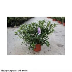 Rhododendron 'Blue Danube' -Perfect Greenery RHOD T66423 A h