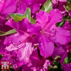 Rhododendron 'Blue Danube' -Perfect Greenery RHOD T66423 B