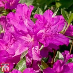 Rhododendron 'Blue Danube' -Perfect Greenery RHOD T66423 D