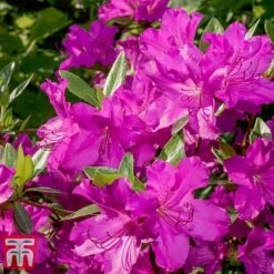 Rhododendron 'Blue Danube' -Perfect Greenery RHOD T66423 E