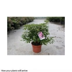 Rhododendron 'Madame AD. Van Hecke' (Azalea Group) 9 Rhododendron 'Madame AD. Van Hecke' (Azalea Group) -Perfect Greenery RHOD T66424 A h