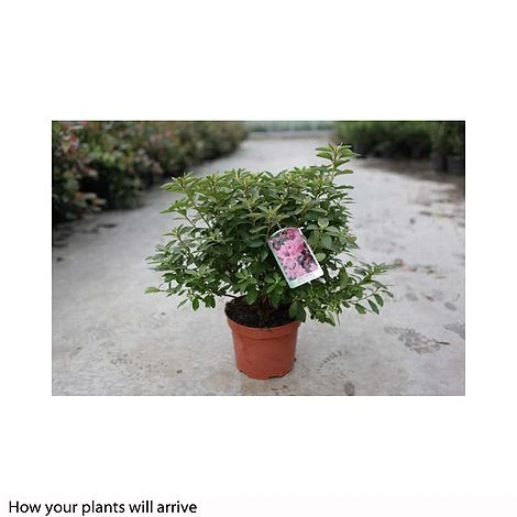 Rhododendron 'Madame AD. Van Hecke' (Azalea Group) 6 Rhododendron 'Madame AD. Van Hecke' (Azalea Group) - Image 4