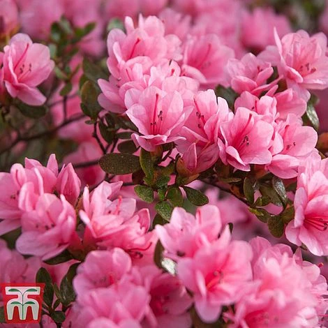 Rhododendron 'Madame AD. Van Hecke' (Azalea Group) 3 Rhododendron 'Madame AD. Van Hecke' (Azalea Group)