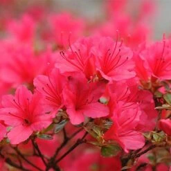 Rhododendron 'Madame Galle' -Perfect Greenery RHOD T66424 NOW1