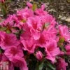 Rhododendron 'Dearest' (Hyde) (Azalea Group) -Perfect Greenery RHOD TKA1264 A