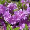 Rhododendron 'Elsie Lee' (Azalea Group) -Perfect Greenery RHOD TKA1266 A