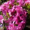 Rhododendron 'Flower Arranger' (Hyde) (Azalea Group) -Perfect Greenery RHOD TKA1274 A