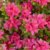 Rhododendron 'Geisha Pink' (Azalea Group) -Perfect Greenery RHOD TKA1280 A