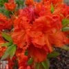 Rhododendron 'Gibraltar' (Azalea Group) -Perfect Greenery RHOD TKA1290 A