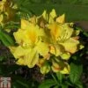 Rhododendron 'Golden Sunset' (Azalea Group) 1 Rhododendron 'Golden Sunset' (Azalea Group) -Perfect Greenery RHOD TKA1296 A