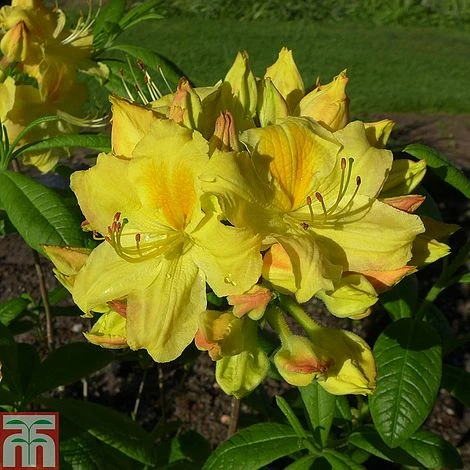 Rhododendron 'Golden Sunset' (Azalea Group) 3 Rhododendron 'Golden Sunset' (Azalea Group)