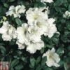 Rhododendron 'Gumpo White' (Azalea Group) -Perfect Greenery RHOD TKA1298 A