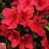 Rhododendron 'Johanna' (Azalea Group) -Perfect Greenery RHOD TKA1308 A