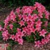 Rhododendron 'Pink Pancake' (Azalea Group) -Perfect Greenery RHOD TKA1346 A
