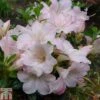 Rhododendron 'Sir Robert' (Azalea Group) -Perfect Greenery RHOD TKA1358 A