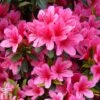 Rhododendron 'Silvester' (Azalea Group) -Perfect Greenery RHOD TKA1364 A
