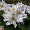 Rhododendron 'Cunningham's White' 2 Rhododendron 'Cunningham's White' -Perfect Greenery RHOD TKA1470 A