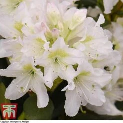 Rhododendron 'Cunningham's White' -Perfect Greenery RHOD TKA1470 B